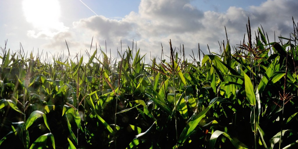 Thumbnail for Councils considering GM crop opt-out after SA ban lifted