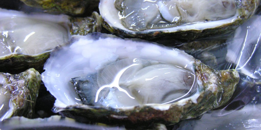 Thumbnail for SA oyster farmers on alert against deadly virus
