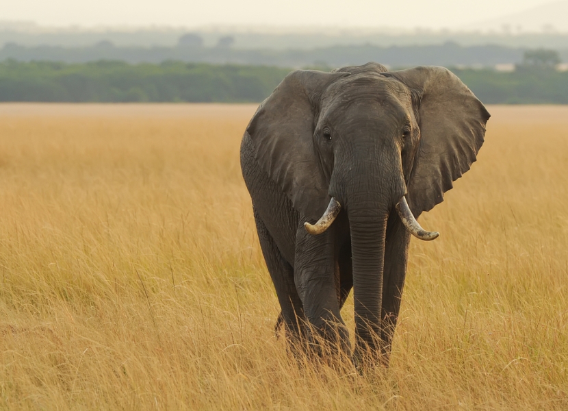 An African elephant in the Masai Mara National Reserve, Kenya. Photo by Shutterstock.