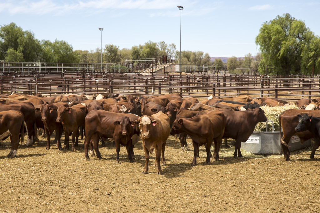 Elders says its profit has been underpinned by high cattle prices.