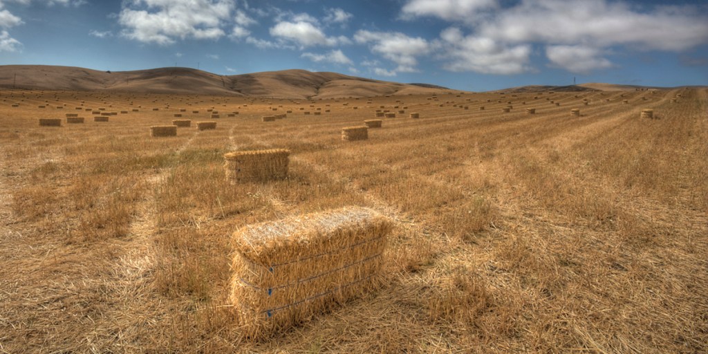 Thumbnail for Adelaide’s suburban house of straw