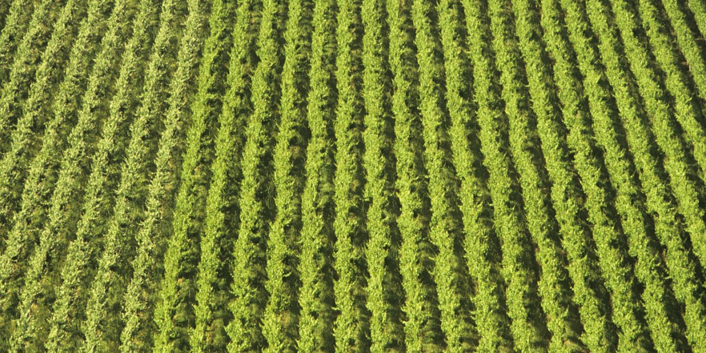 Thumbnail for Moving bulk wine – it’s a grey area