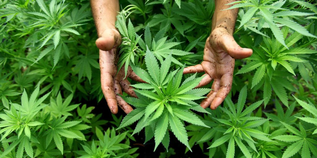 Thumbnail for SA to begin consultation on medical marijuana access