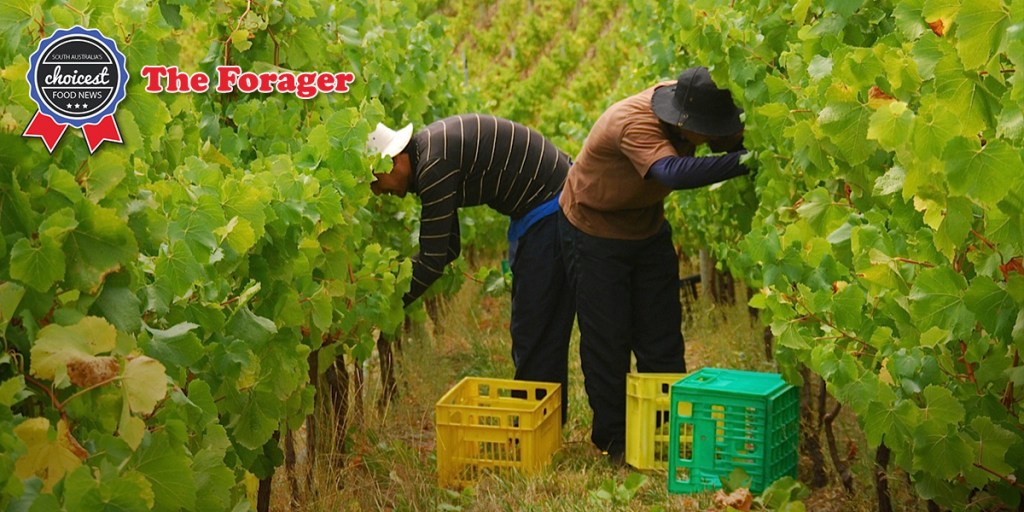 Thumbnail for The Forager: Jamie’s wine pick, Barossa’s best