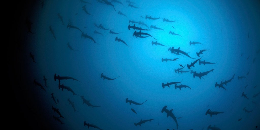 A school of Scalloped Hammerhead Sharks: the number of mammals, birds, reptiles, amphibians and fish across the globe has halved in four decades.
