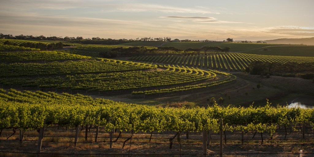 TWE's winemakers love the McLaren Vale grapes. Photo: AAP