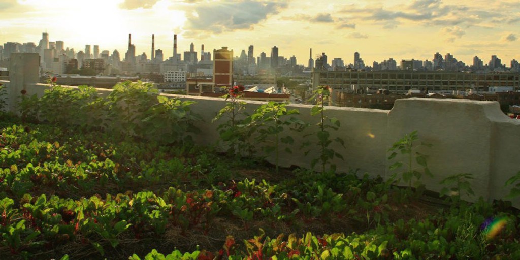 Thumbnail for Film explores growth of urban farming