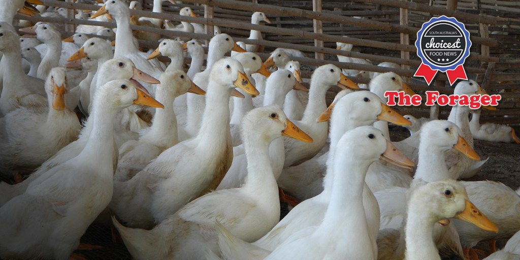 Thumbnail for The Forager: Talking turkey, duck, quail…