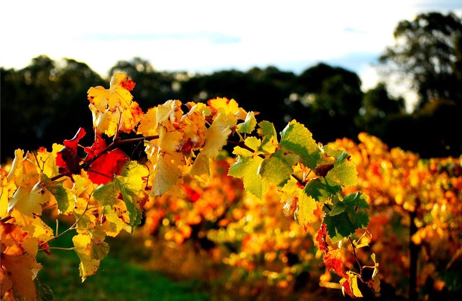 Photo: Lizardry Images