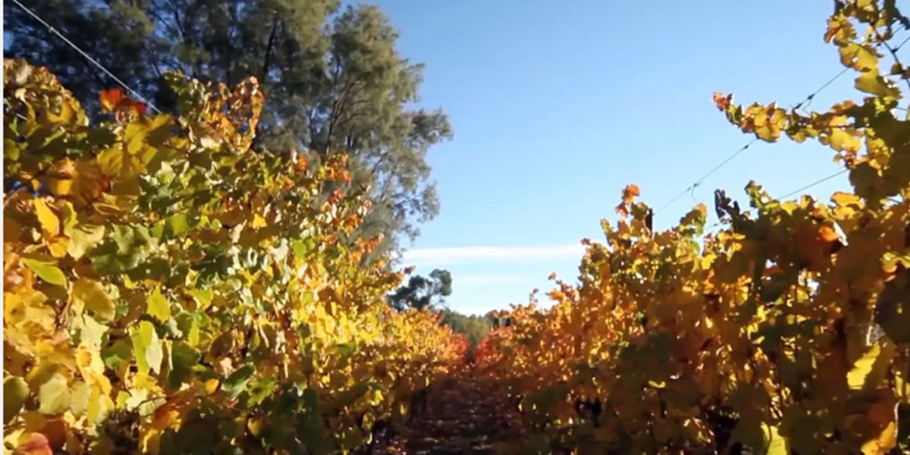 Thumbnail for Clare Valley characters shine in new film