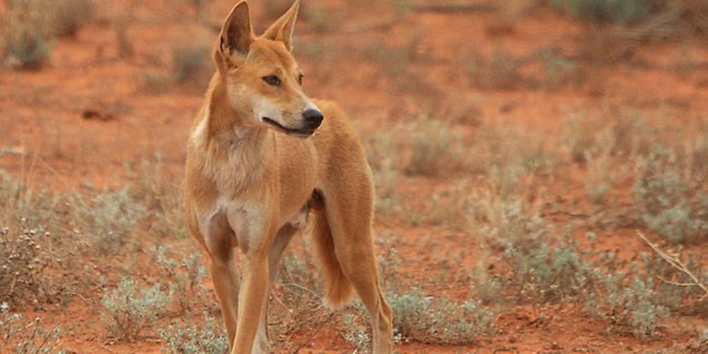 Dingoes can bring economic gains to graziers, says a new study.