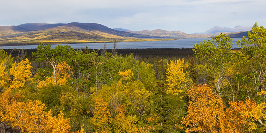 Yukon gold. Photo: Lambs' Ears & Honey
