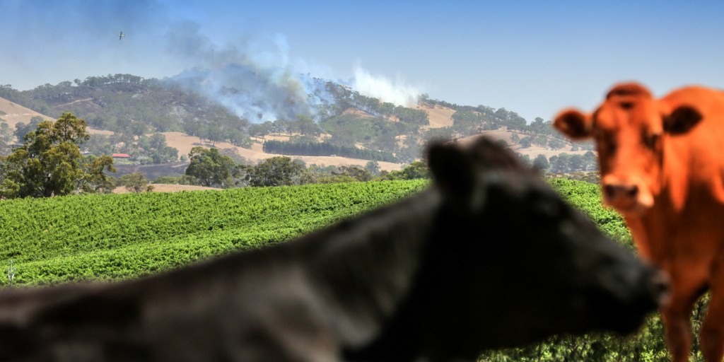 Thumbnail for Nervous wait for farmers, winemakers