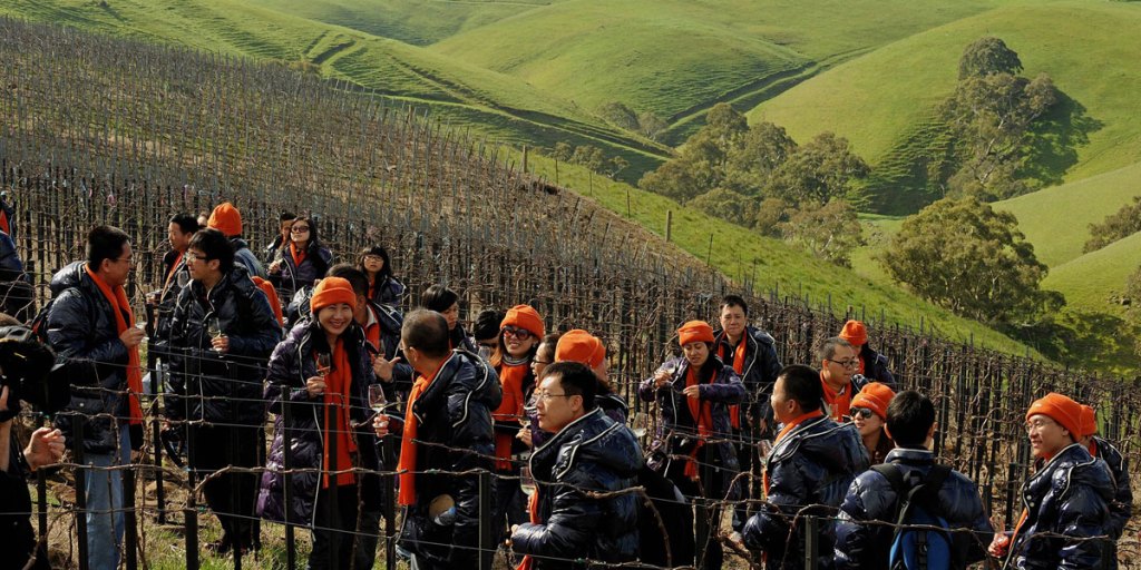 Employees of Pernod Ricard China visit one of the company's Barossa Valley vineyards. 