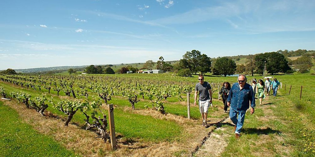 In 2009 Philip White led a tour of the century-old vineyard which provided the fruit for Karra Yerta Riesling. Photo: Milton Wordley