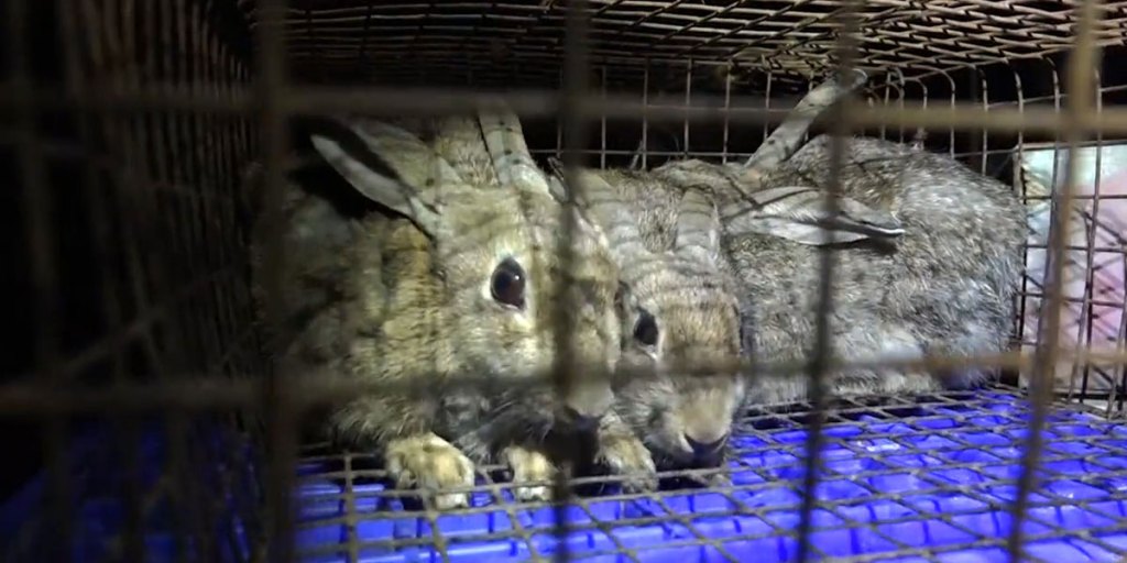 Caged rabbits to be used as live bait by a greyhound trainer - this photo was part of the Four Corners/Animals Australia investigation.