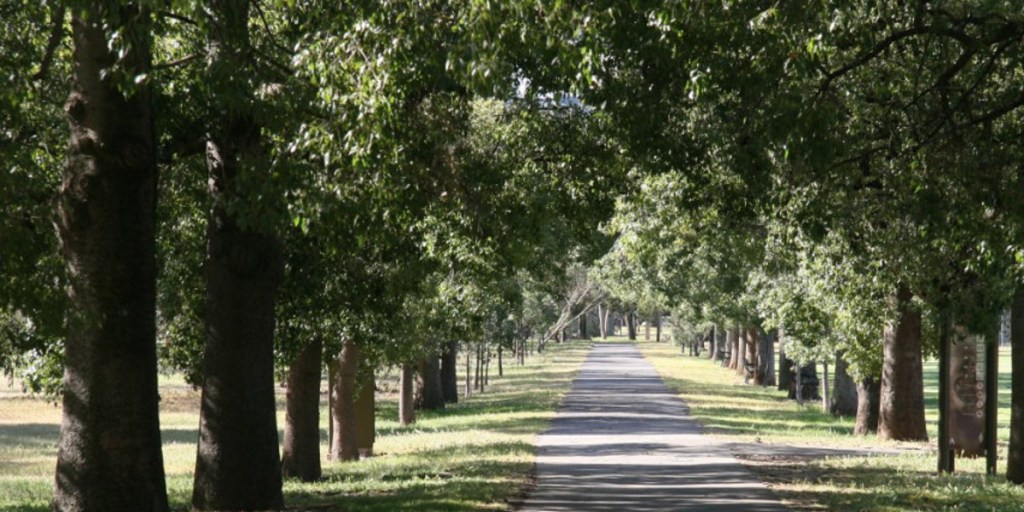Woodlands and biodiversity in the park lands are shrinking.