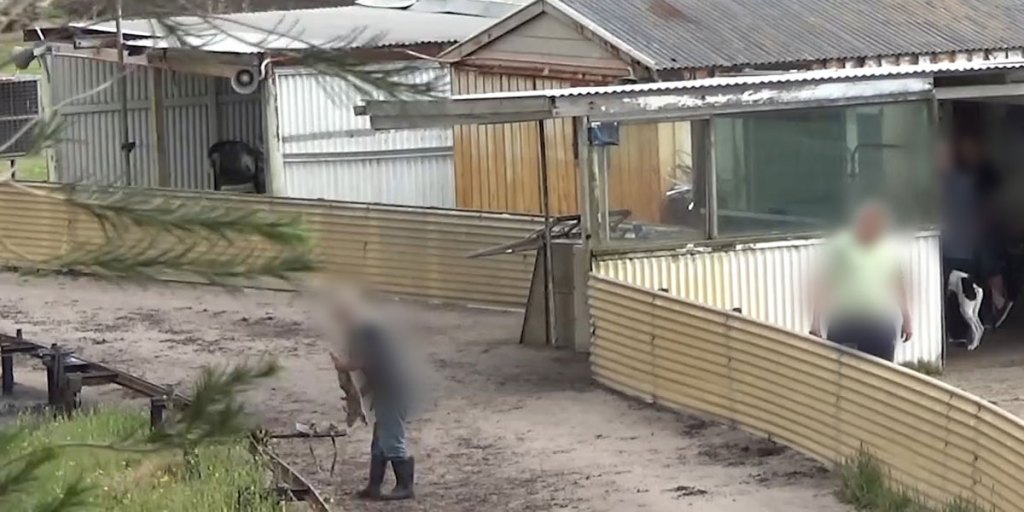 Thumbnail for Greyhound cruelty: Live baiting “happening in SA”