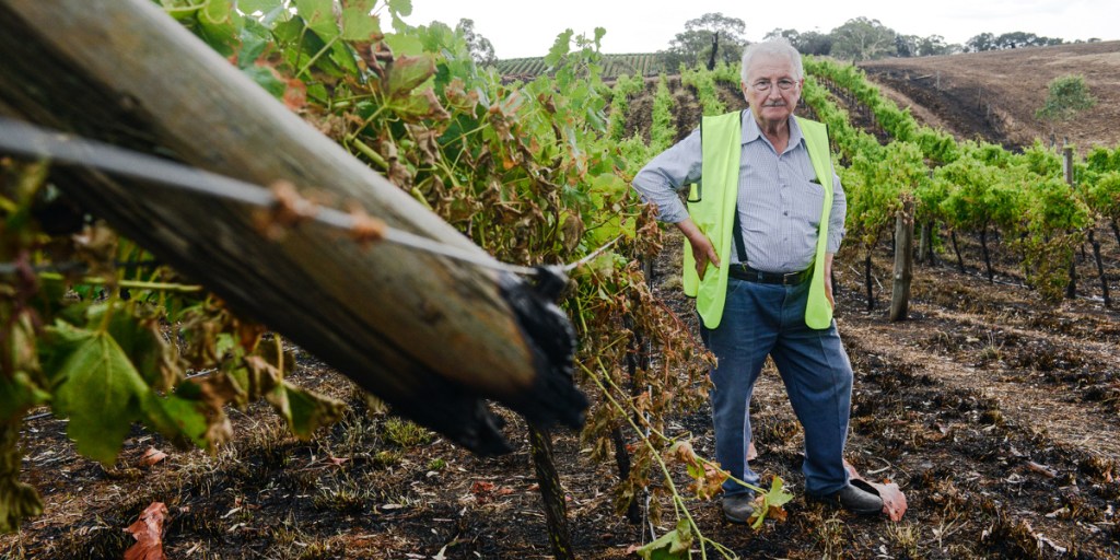 Thumbnail for Devastated: Smoke taint hits Adelaide Hills wineries