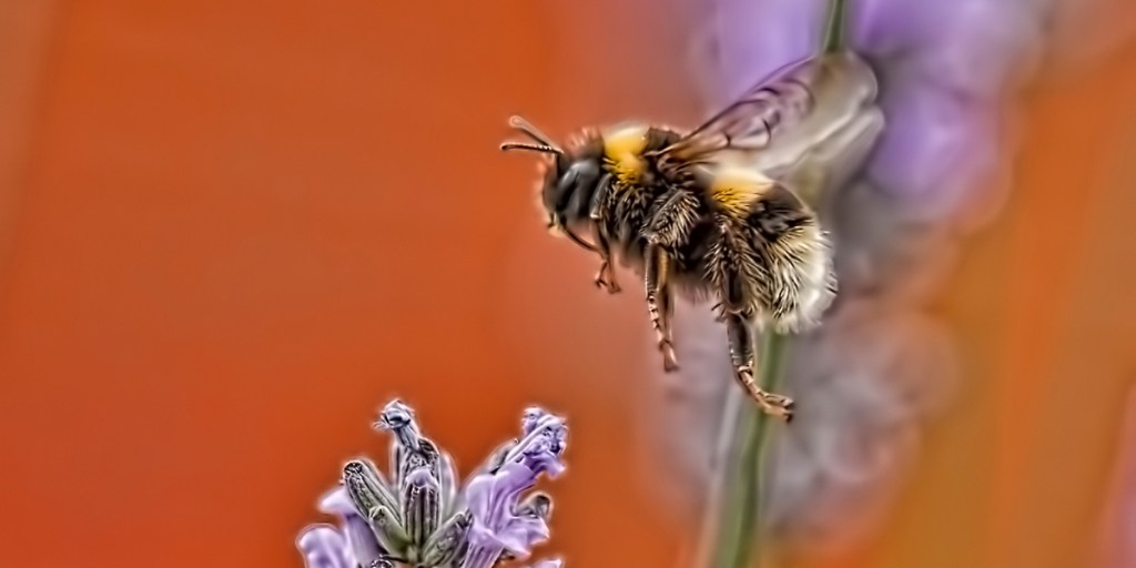 Flight of the bumblebee: Like music, wine conjures a symphony of feeling.