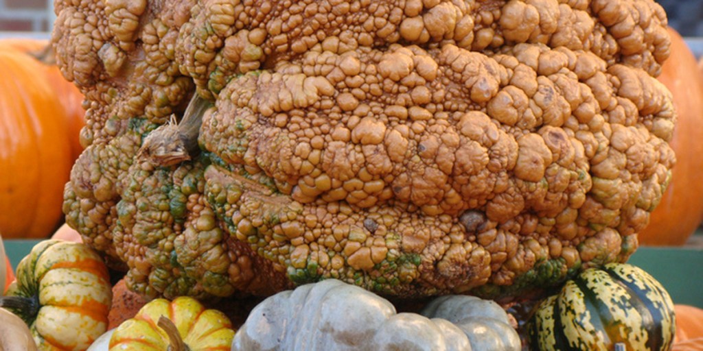 The warty pumpkin - beautiful on the inside. Photo Circleville Pumpkin Show Flickr