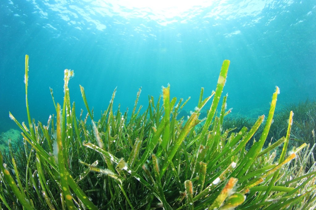 Thumbnail for Looking forward to an Australian seaweed industry