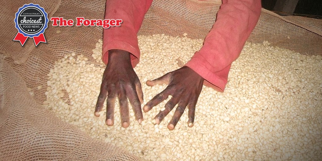 Sustainably produced green coffee beans grown by members of the Muninyah Parish Church in Burundi, Africa, will soon be roasted locally in Adelaide. Photo: supplied.