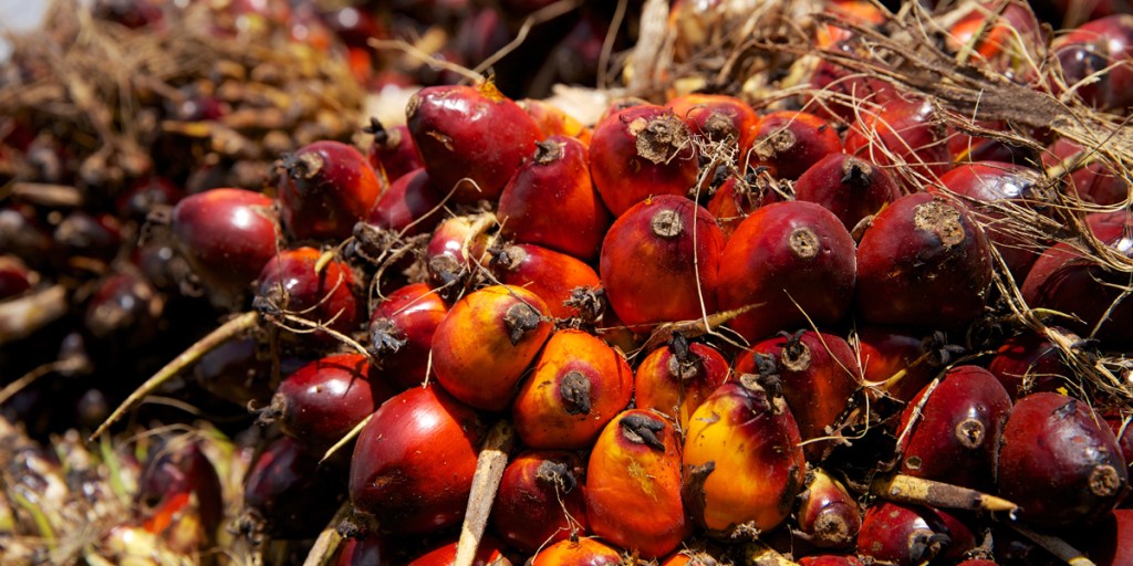 Refined oil produced from the kernel of this fruit is ‘unhealthy’, and its growth threatens endangered animals. Photo: Flickr/CIFOR