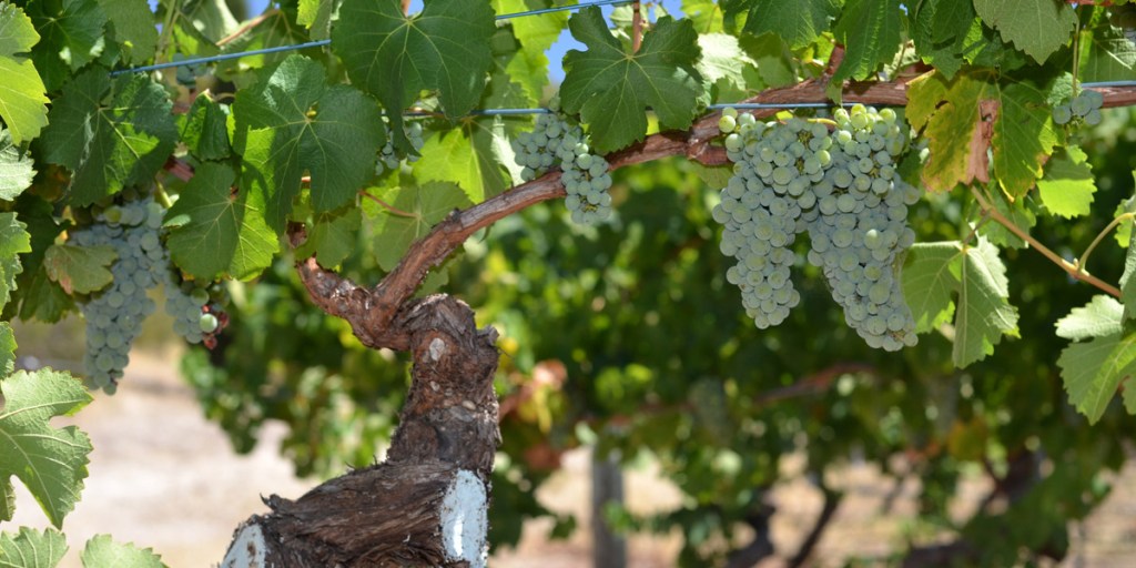 Semillon, pre-veraison at Smyth Vineyards, Leasingham. Photo: Mark Smith / flickr