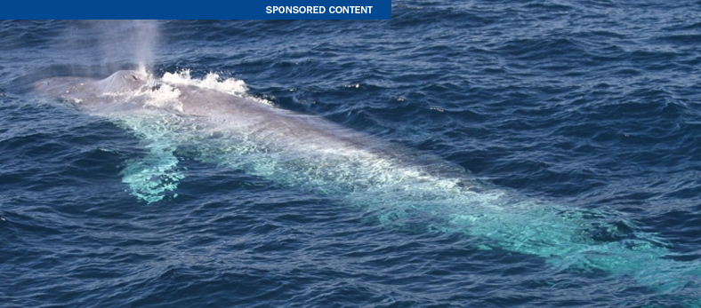 Thumbnail for Small gene pool in our blue whales is natural, not man-made