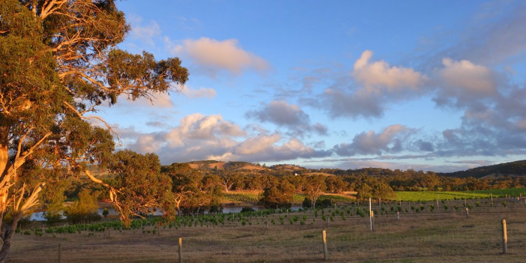 Thumbnail for Scarce Earth wines reach new heights