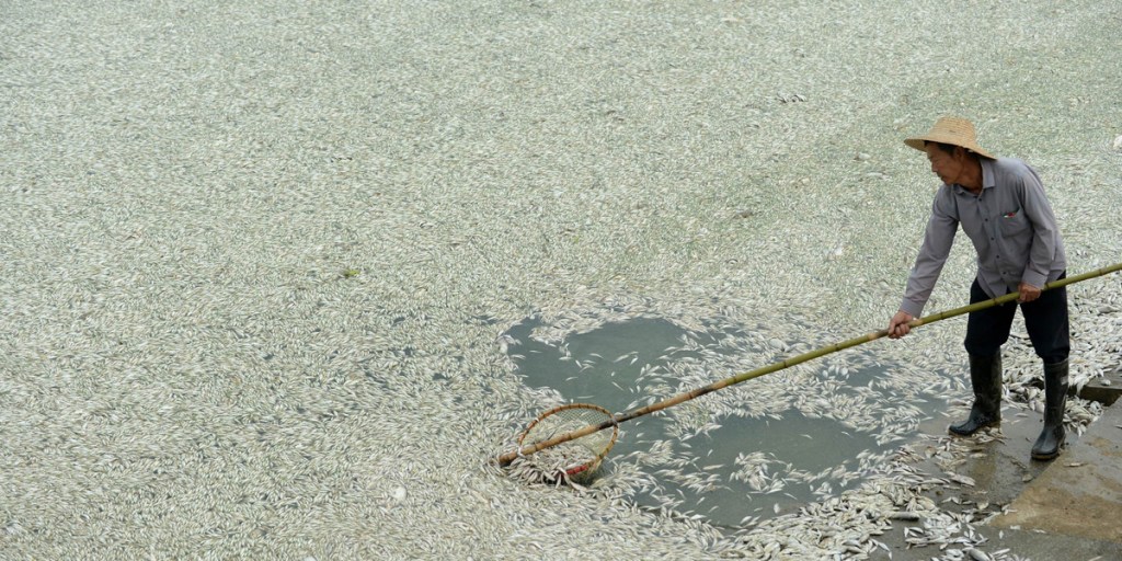 A man clears dead fish from the Fuhe river in central China. They were killed by severely high levels of ammonia.