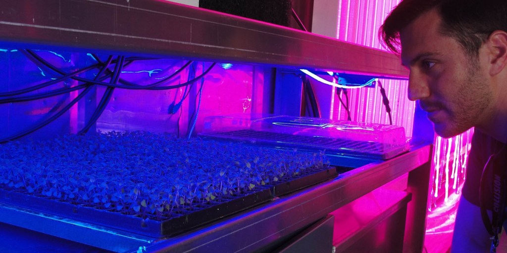 Freight Farms head of operations Dan Marino checks on basil sprouting inside a shipping container the company converted into a hydroponic garden.