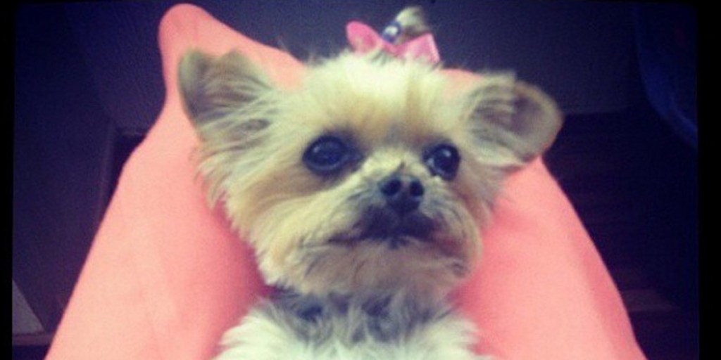 Johnny Depp and Amber Heard's Yorkshire terrier Pistol.