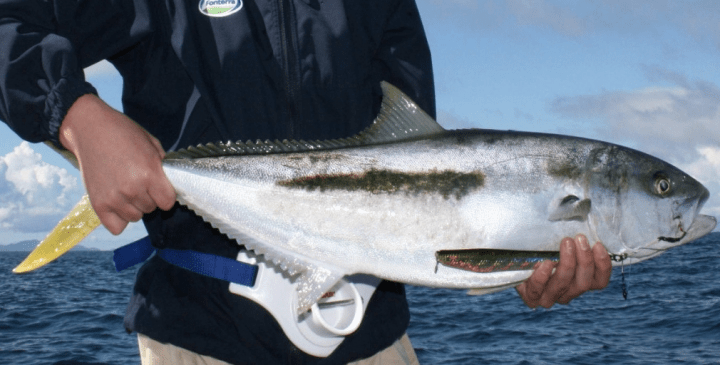 Yellowtail Kingfish