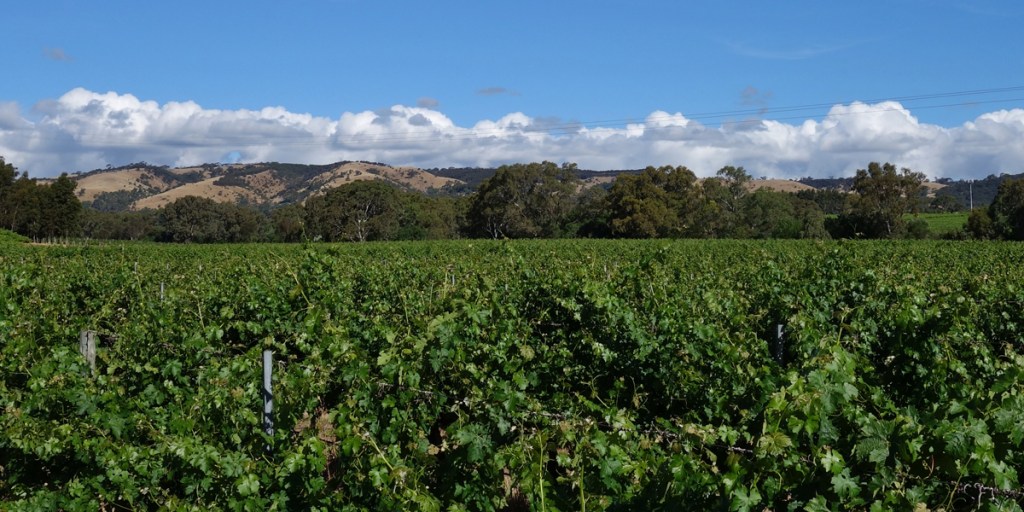 Thumbnail for Historic McLaren Vale winery bought by Seppeltsfield
