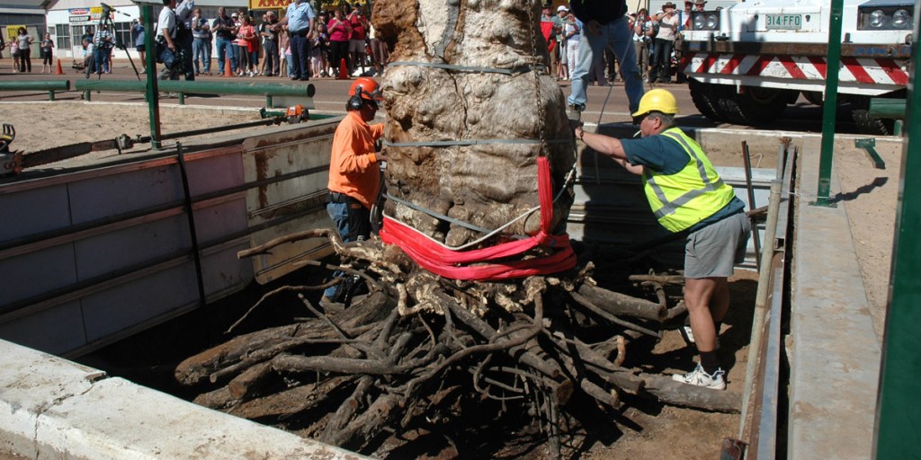 The Tree of Knowledge in Barcaldine was removed after it was poisoned. Photo: AAP