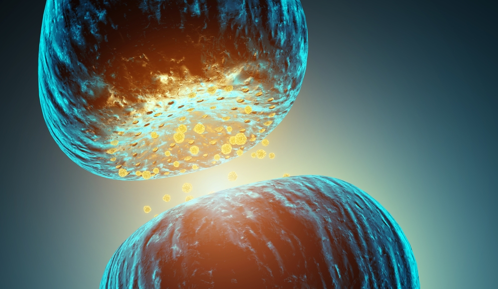 Thumbnail for Protein calls the shots on neurotransmitters