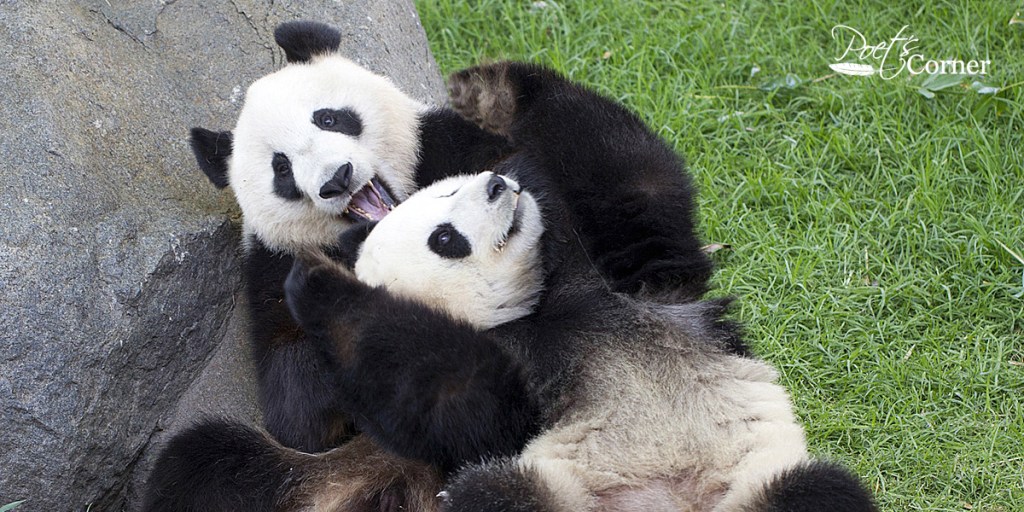 Thumbnail for Wang Wang waylaid in latest panda pregnancy bid