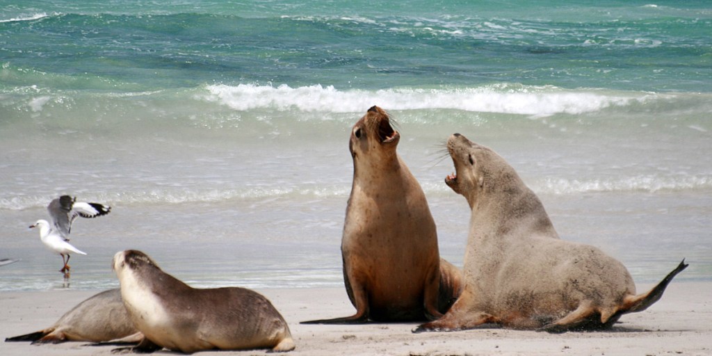 Seal Bay Conservation Park on Kangaroo Island. Photo: Nicolò Bonazzi/flickr