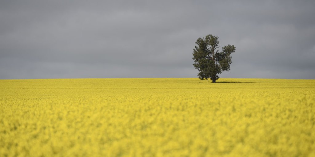 Thumbnail for Farmers fire up over ‘canola selfies’