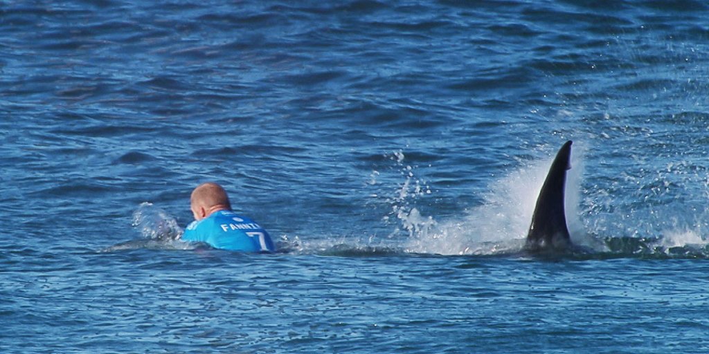 Thumbnail for Most shark encounters end happily