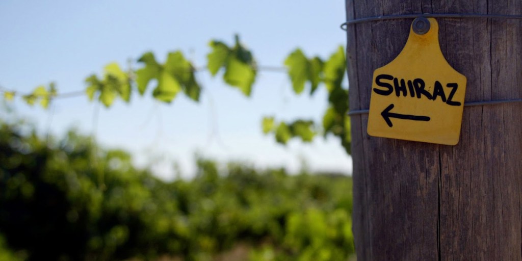 Barossa Valley Shiraz is among the few regional varieties turning a significant profit for SA growers.