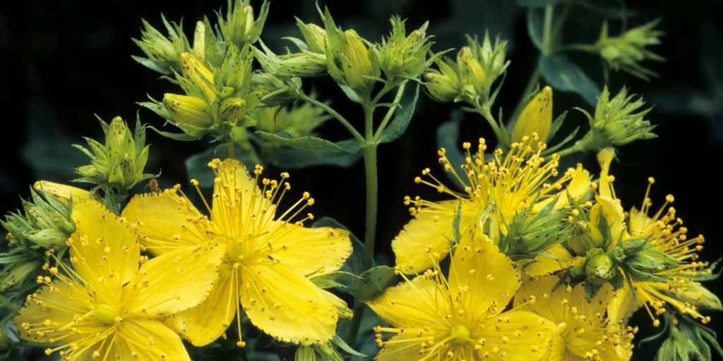 St John's Wort: potentially useful as an antidepressant, but also with serious side effects for some users.