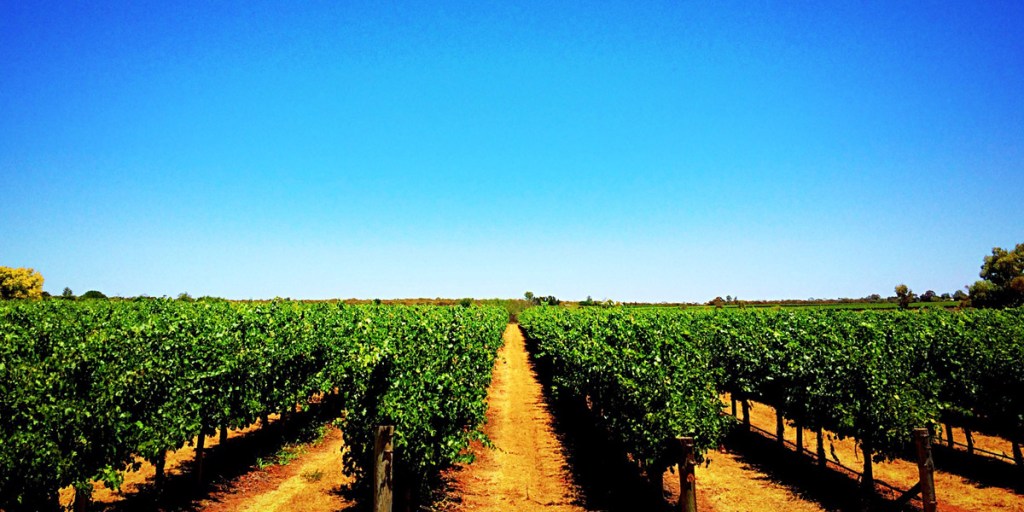 Thumbnail for Not enough competition in SA wine grape market: ACCC