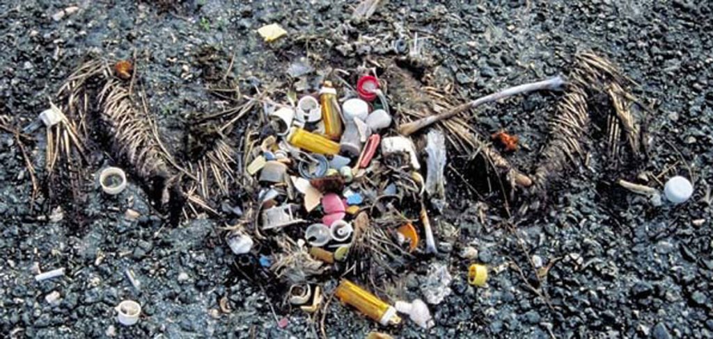 The remains of a sea bird showing the plastic debris that it had eaten on the shores of Hawaii. 