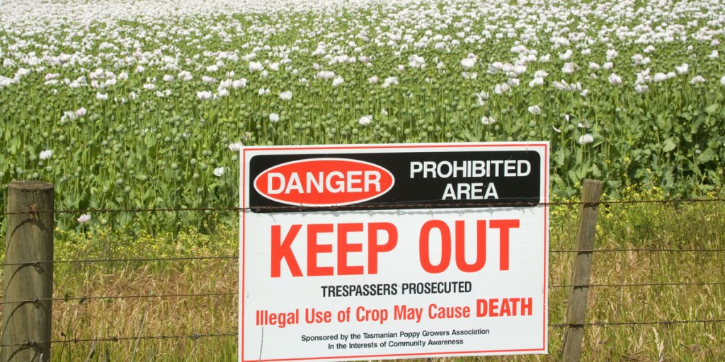 Thumbnail for Opium crops the right medicine for SA economy