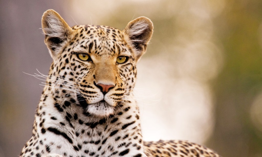 Thumbnail for Botswana the top spot to visit in 2016: Lonely Planet