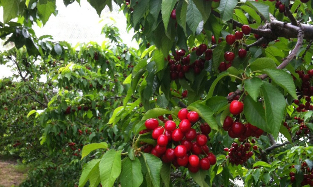 Thumbnail for Fresh at the markets: Cherries