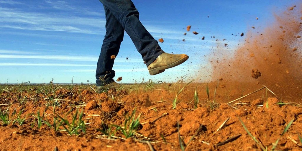Thumbnail for SA crops go from awesome to average after scorcher